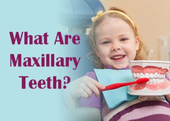 Bellevue dentists Dr. Mack & Dr. Wachter of Family Dentistry of Bellevue discuss maxillary teeth—what they are, and how they function in the mouth.