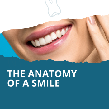 Bellevue dentists, Dr. Mack & Dr. Wachter of Family Dentistry of Bellevue, share all about the anatomy of your mouth and how it works together for your benefit.